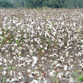 raw cotton for sale online